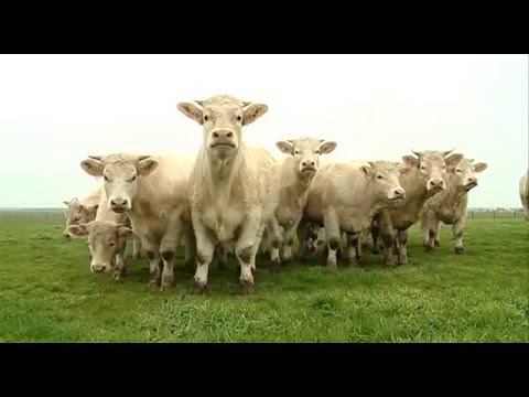 CAMPO SALMANTINO 104