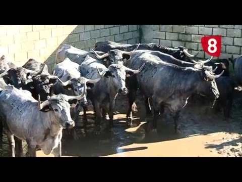 CAMPO SALMANTINO Nº 99