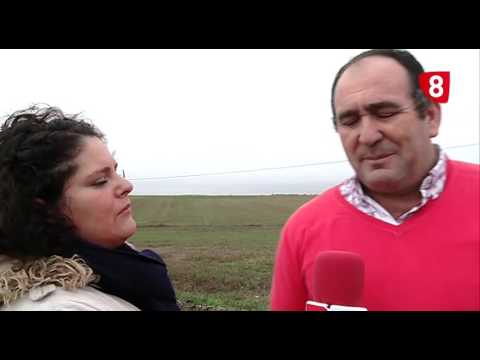 CAMPO SALMANTINO Nº 98