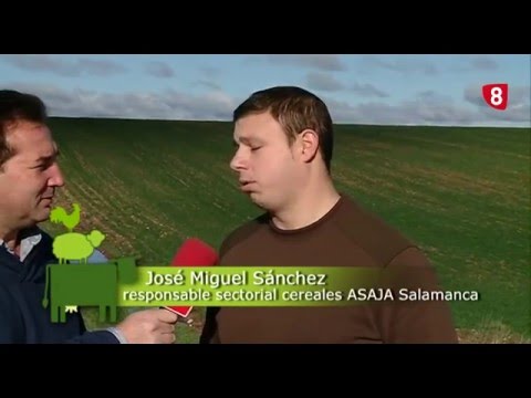 CAMPO SALMANTINO Nº 97