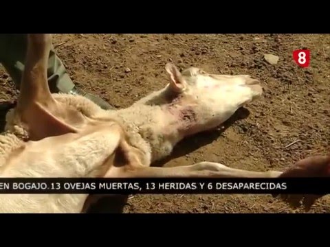 CAMPO SALMANTINO Nº 96