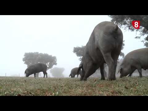 CAMPO SALMANTINO Nº 95