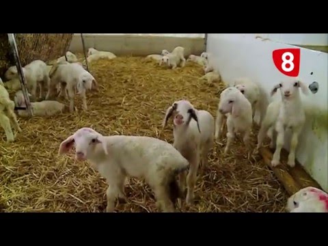 CAMPO SALMANTINO Nº 94