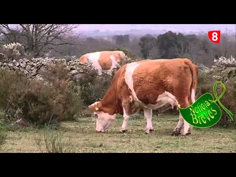 CAMPO SALMANTINO Nº 92