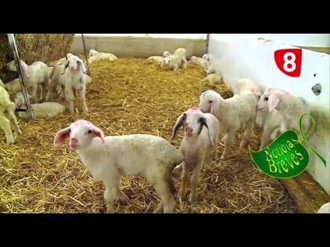 CAMPO SALMANTINO Nº 91