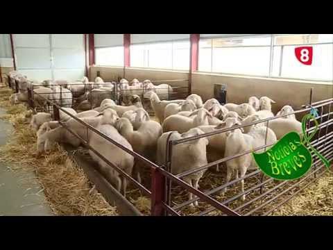 CAMPO SALMANTINO Nº 90