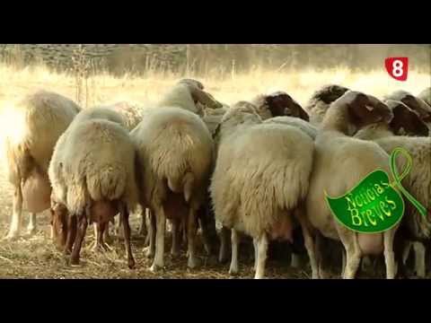 CAMPO SALMANTINO Nº 89