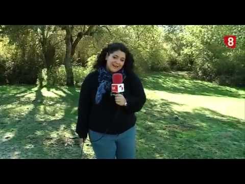 CAMPO SALMANTINO Nº 88