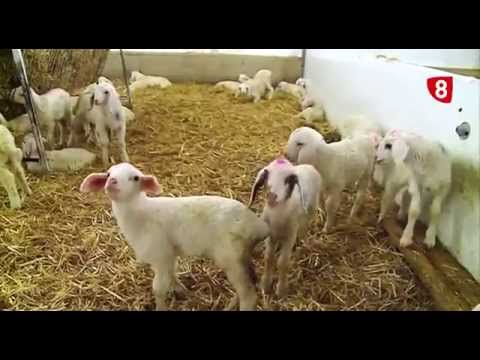 CAMPO SALMANTINO Nº 87