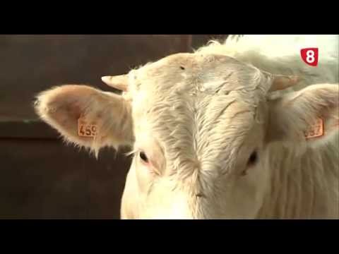 CAMPO SALMANTINO Nº 86