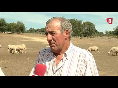 CAMPO SALMANTINO Nº 83