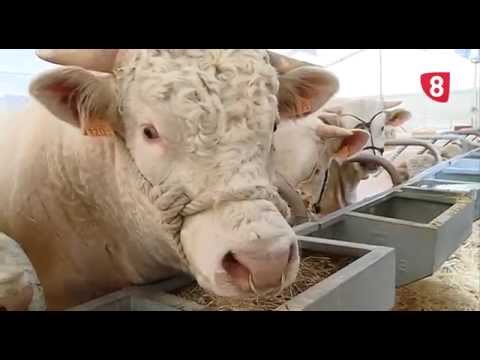 CAMPO SALMANTINO Nº 80