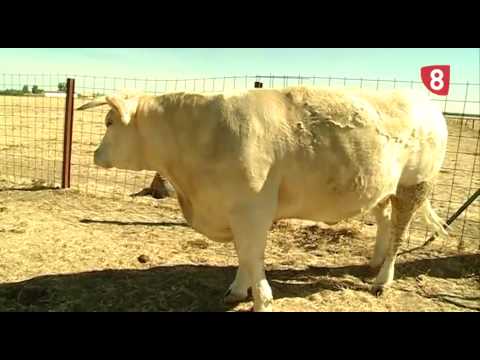 CAMPO SALMANTINO Nº 77