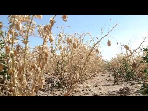 CAMPO SALMANTINO Nº 75