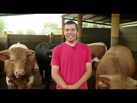 CAMPO SALMANTINO Nº 74