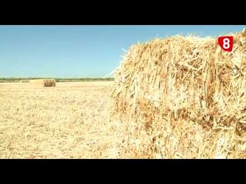 CAMPO SALMANTINO Nº 72