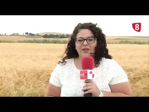 CAMPO SALMANTINO Nº 69