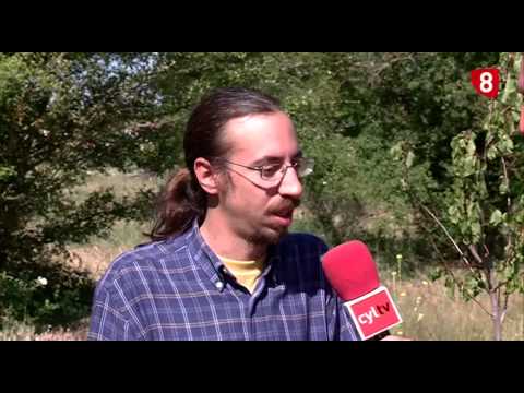 CAMPO SALMANTINO Nº 66