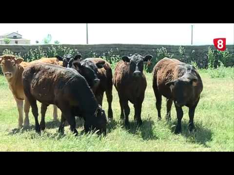 CAMPO SALMANTINO Nº 65