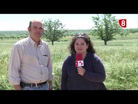 CAMPO SALMANTINO Nº 64