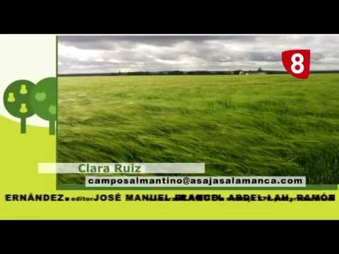 CAMPO SALMANTINO Nº 63