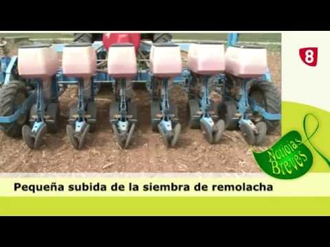 CAMPO SALMANTINO Nº 61