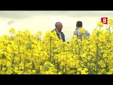 CAMPO SALMANTINO Nº 60