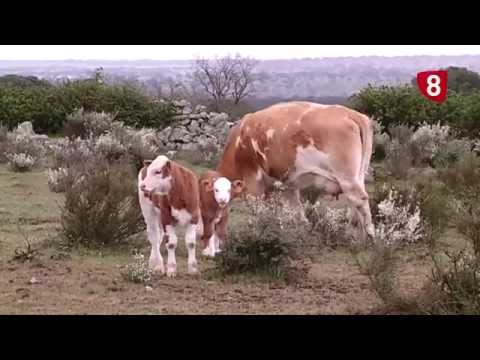 CAMPO SALMANTINO Nº 59