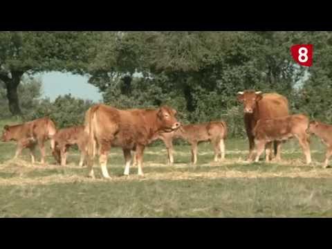 CAMPO SALMANTINO Nº 58