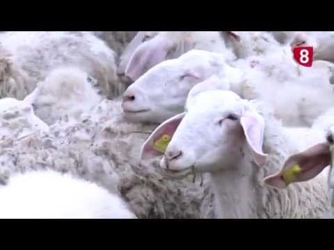 CAMPO SALMANTINO Nº 53