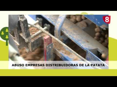 CAMPO SALMANTINO Nº 52