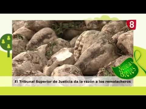 CAMPO SALMANTINO Nº 51