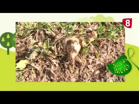 CAMPO SALMANTINO Nº 49