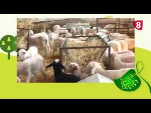 CAMPO SALMANTINO Nº 43