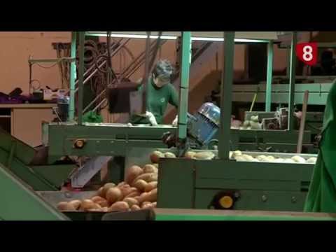 CAMPO SALMANTINO Nº 40