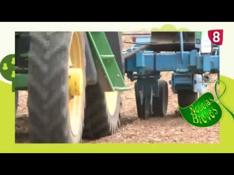 CAMPO SALMANTINO Nº 38