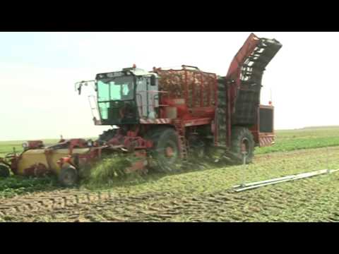 CAMPO SALMANTINO Nº 37