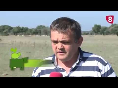 CAMPO SALMANTINO Nº 34