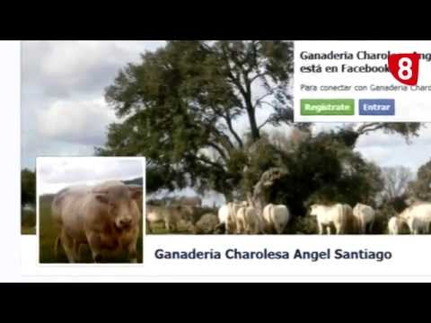 CAMPO SALMANTINO Nº 33