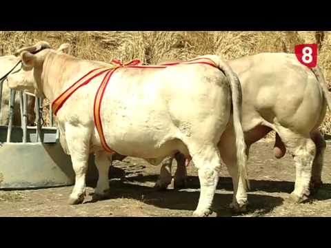 CAMPO SALMANTINO Nº 28