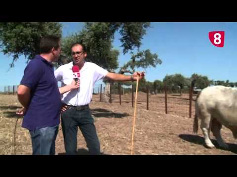 CAMPO SALMANTINO Nº 26