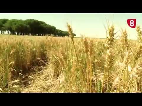 CAMPO SALMANTINO Nº 25