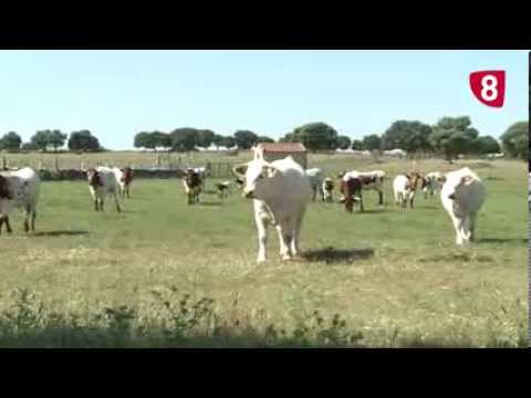 CAMPO SALMANTINO Nº 23