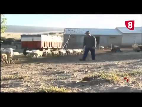 CAMPO SALMANTINO Nº 20