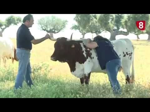 CAMPO SALMANTINO Nº 19