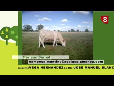 CAMPO SALMANTINO Nº 17