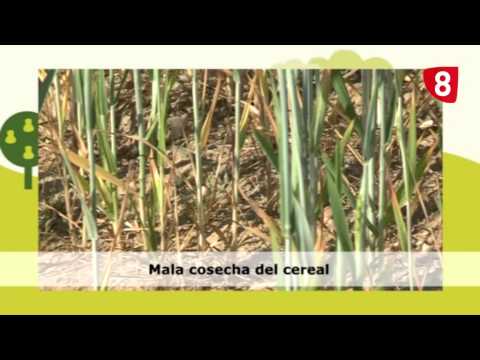 CAMPO SALMANTINO Nº 14