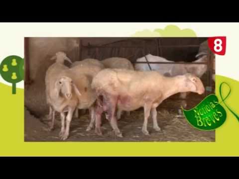 Campo Salmantino Nº 9