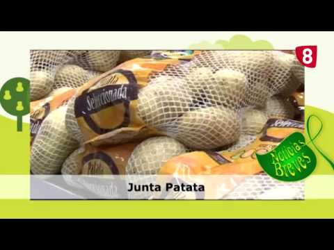 Campo Salmantino Nº 8