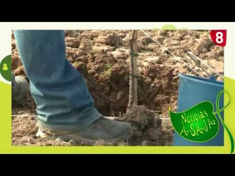 Campo Salmantino Nº 7